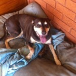 Gallery Pet Minding - Beautiful old girl Kirra after our walk.